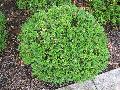 Green Pillow Boxwood